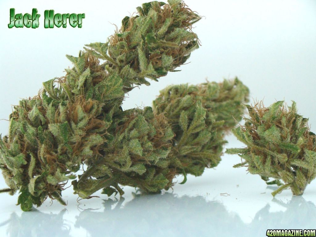 Jack Herer