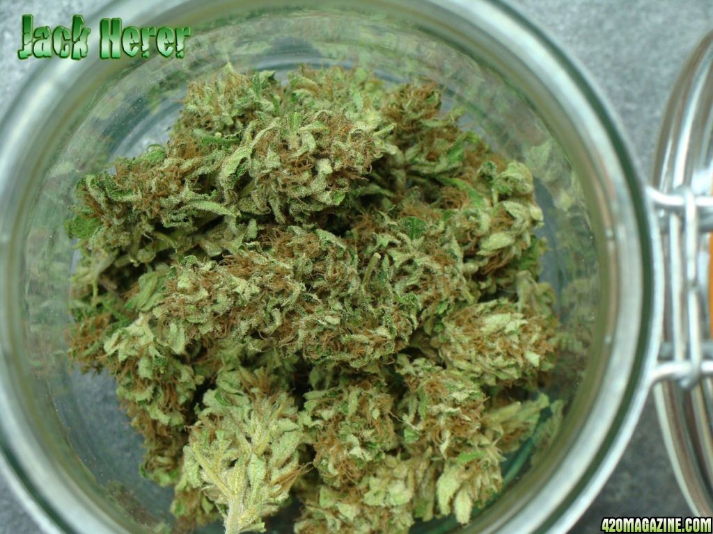 Jack Herer