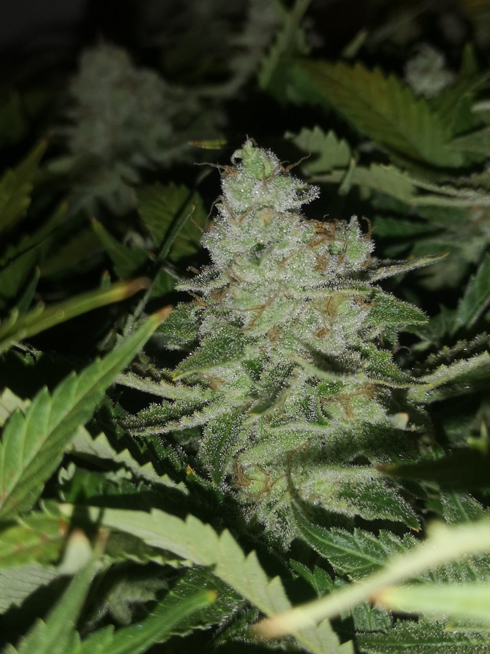 Jack Herer -