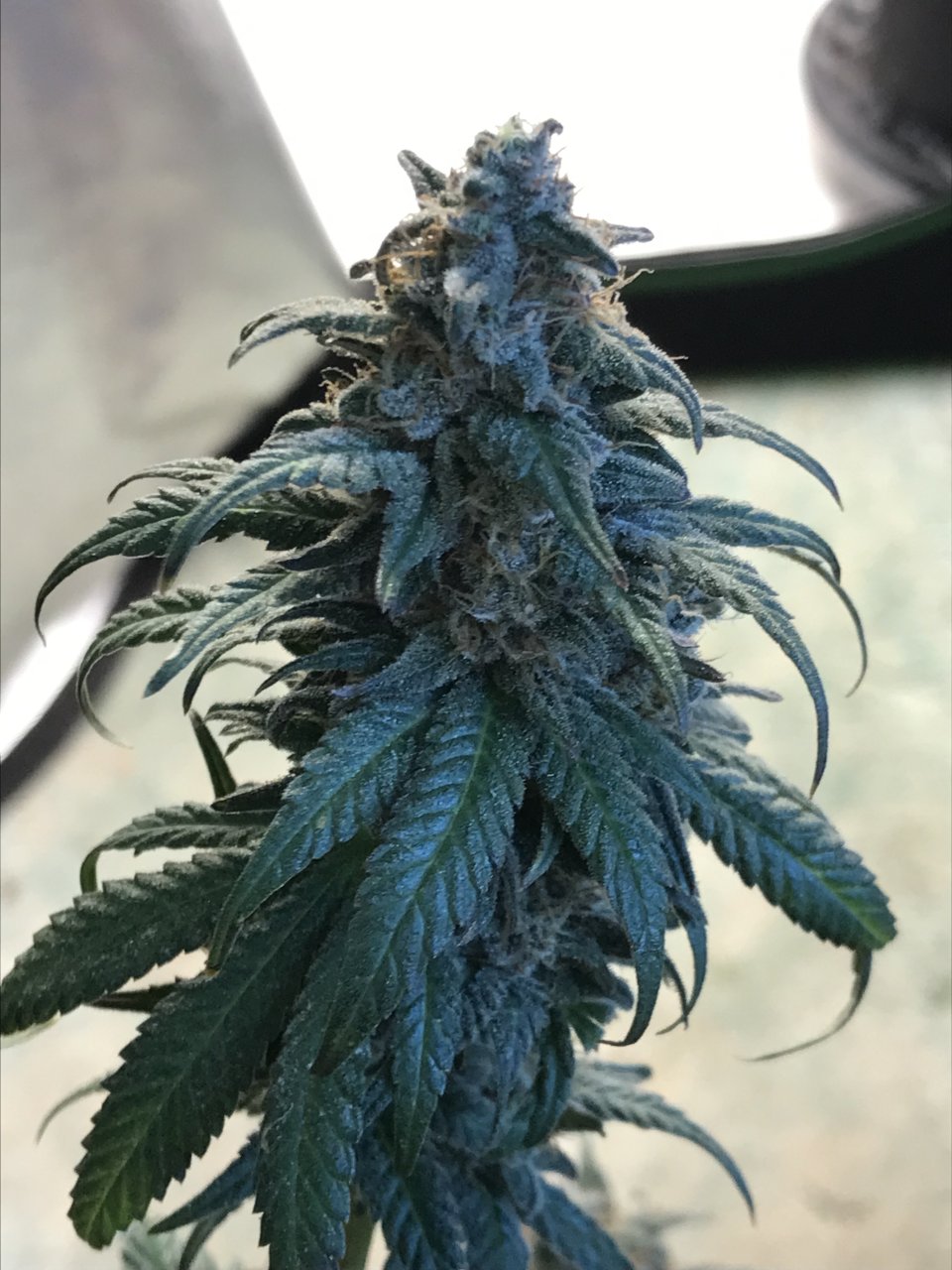 Jack Herer1-Day 54F-e.jpeg