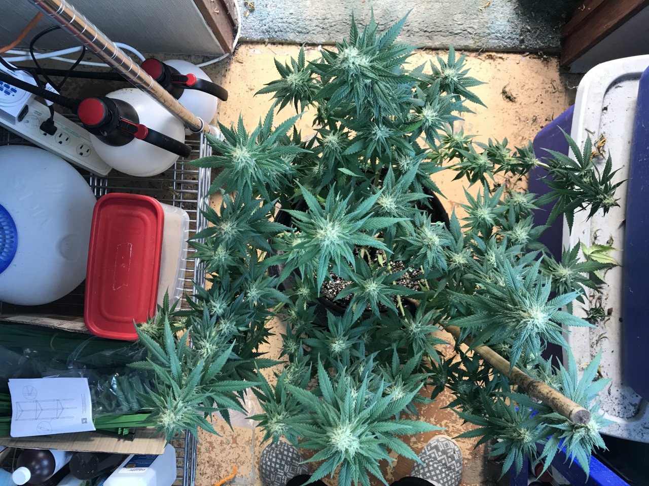 Jack Herer1-n-Day 33F.jpeg