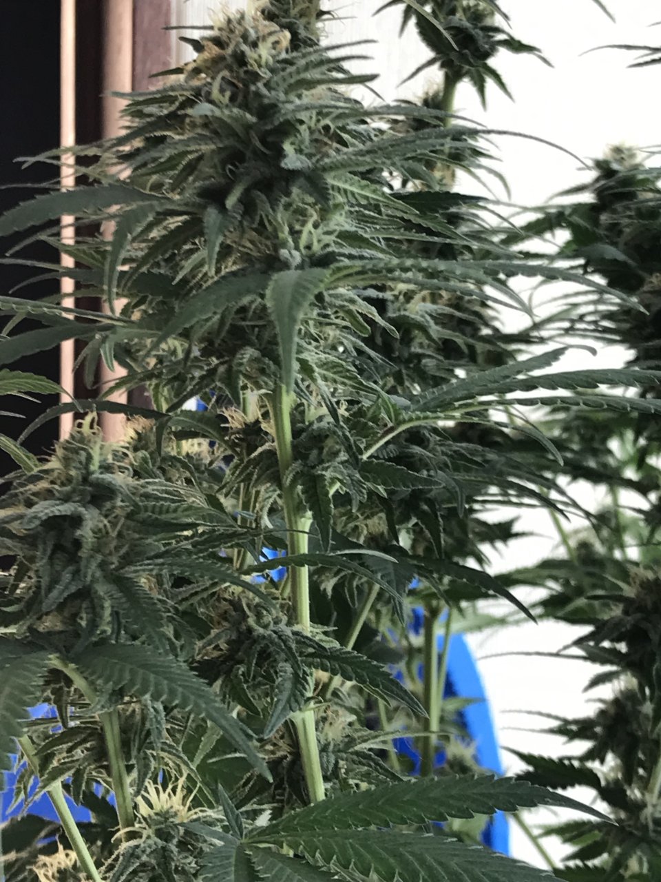 Jack Herer1-r-Day 40F.jpeg