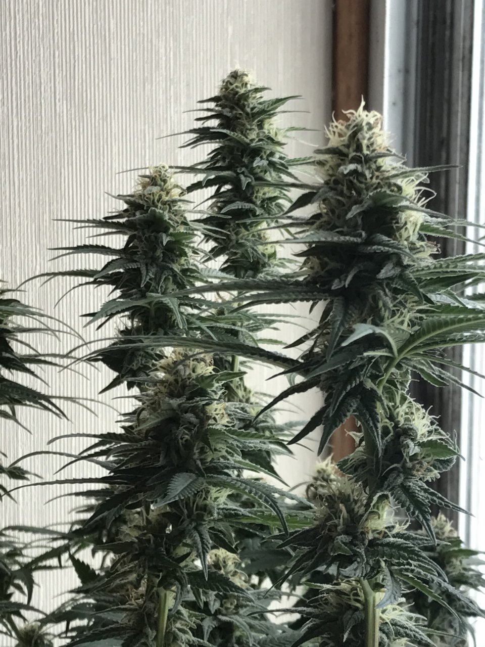 Jack Herer1-s-Day 40F.jpeg