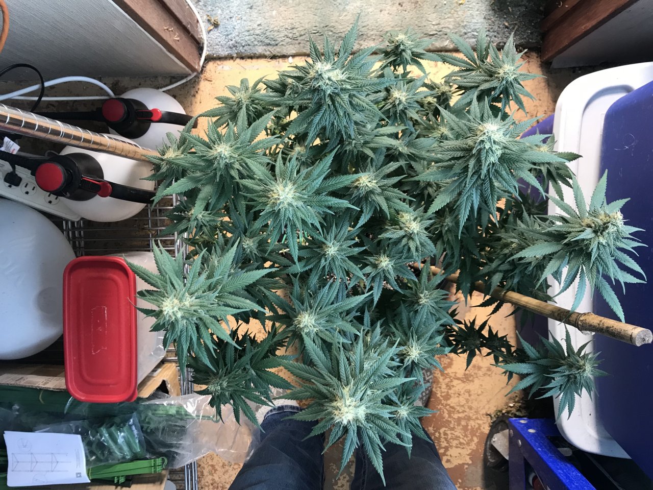 Jack Herer1-u-Day 40F.jpeg