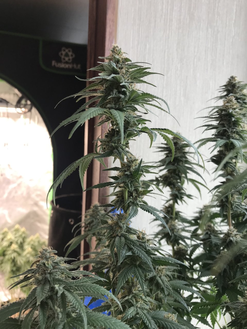 Jack Herer1-w-Day 46F.jpeg