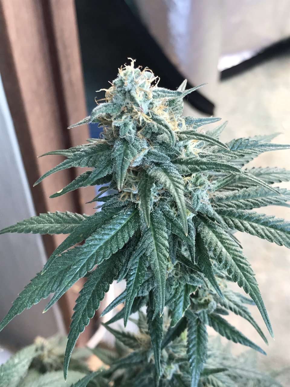 Jack Herer1-z-Day 46F.jpeg