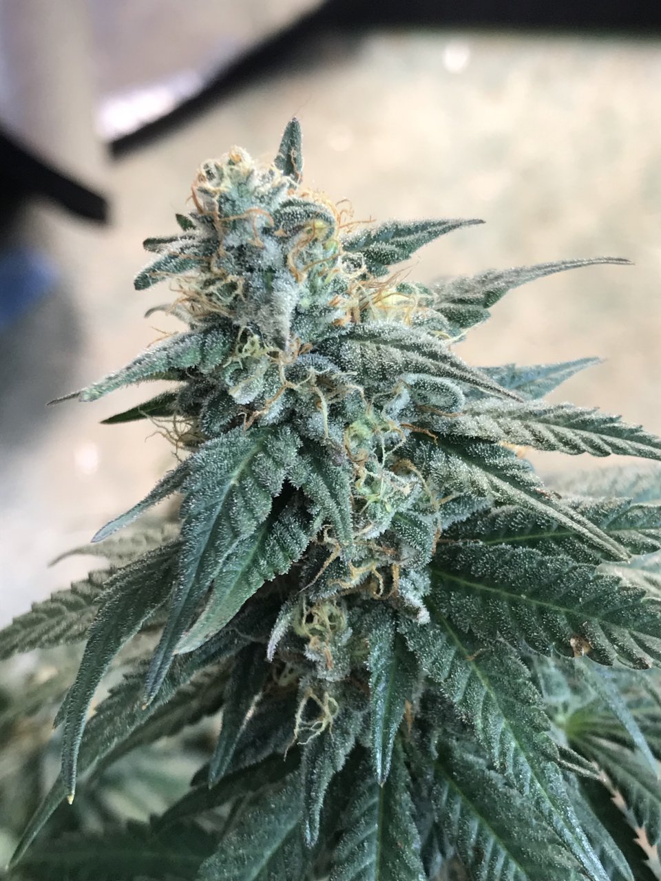 Jack Herer1-z2-Day 46F.jpeg