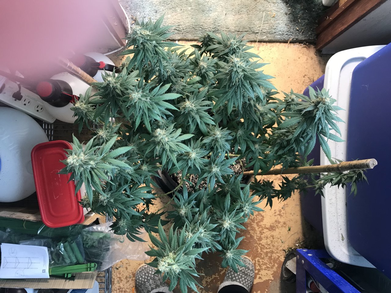 Jack Herer1-z3-Day 46F.jpeg