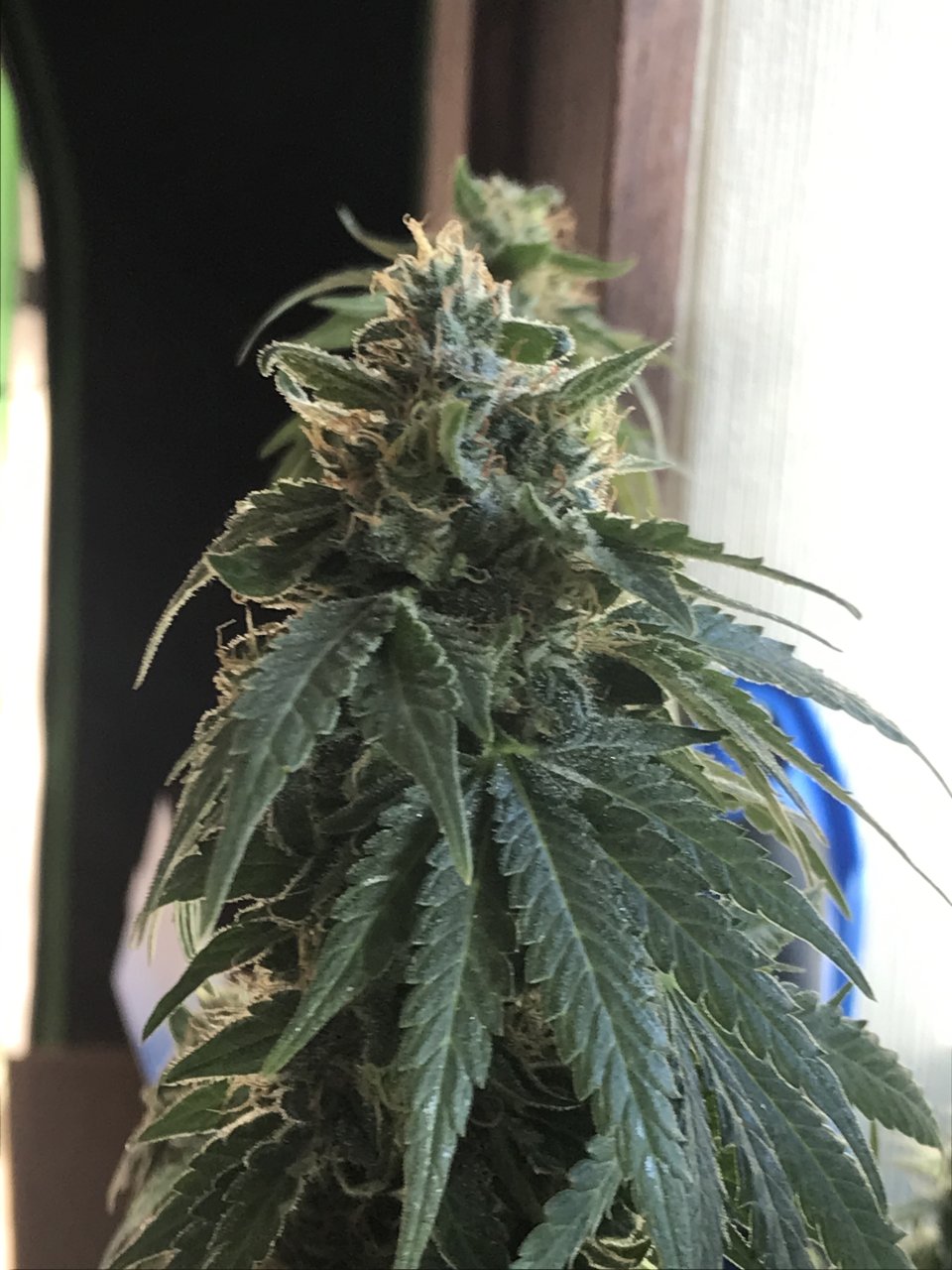 Jack Herer2-Day 55F-d.jpeg