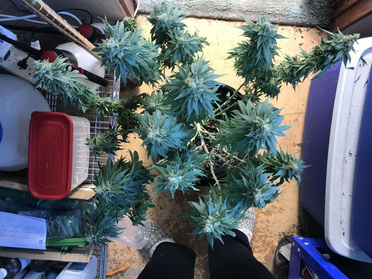 Jack Herer2-Day 55F-f.jpeg