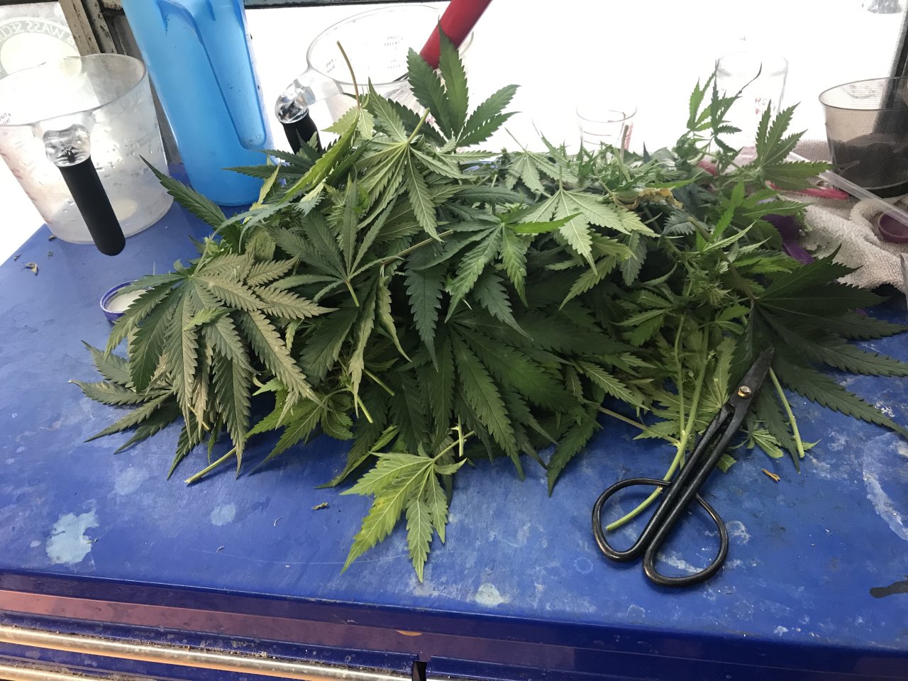 Jack Herer2-i-Trim.jpeg