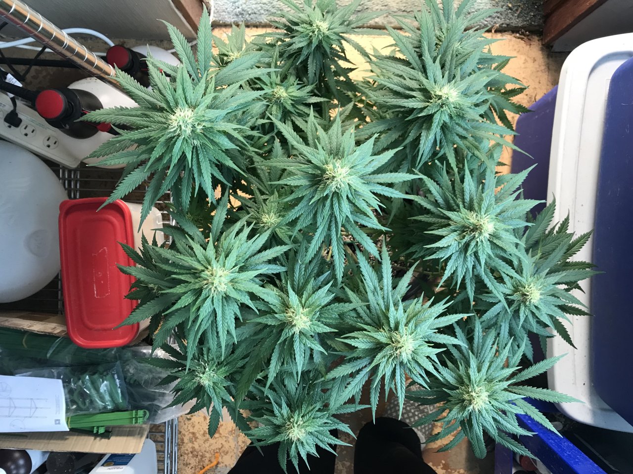 Jack Herer2-o-Day 38F.jpeg