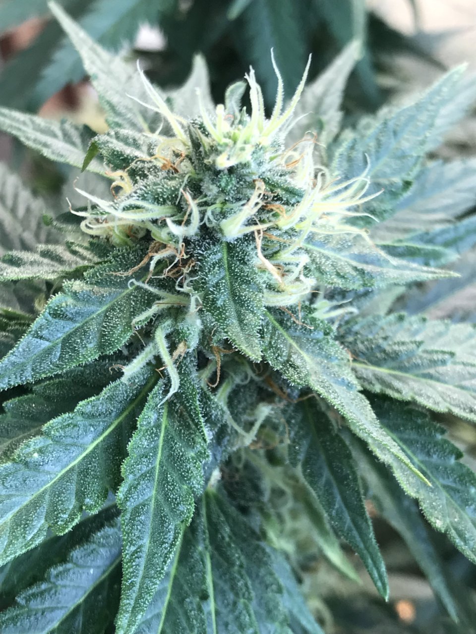 Jack Herer2-t-Day 42F.jpeg