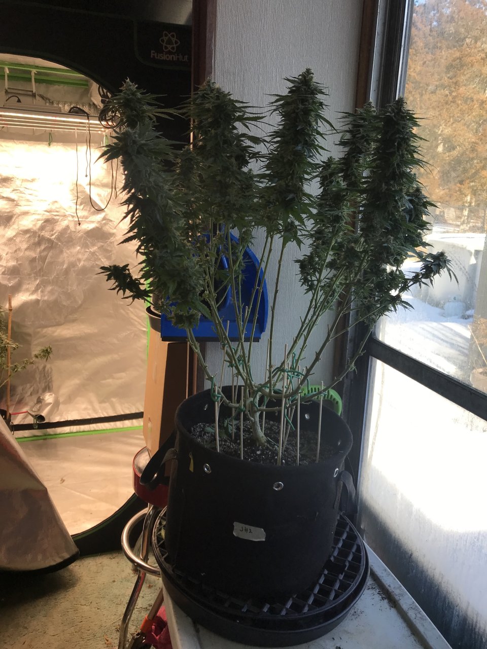 Jack Herer2-z3-Day 49F.jpeg