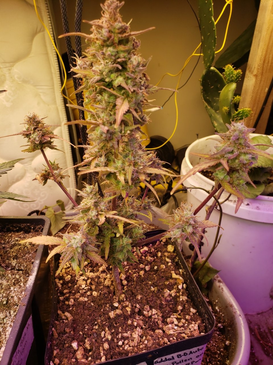 Jack47 XL  x Bluedream auto