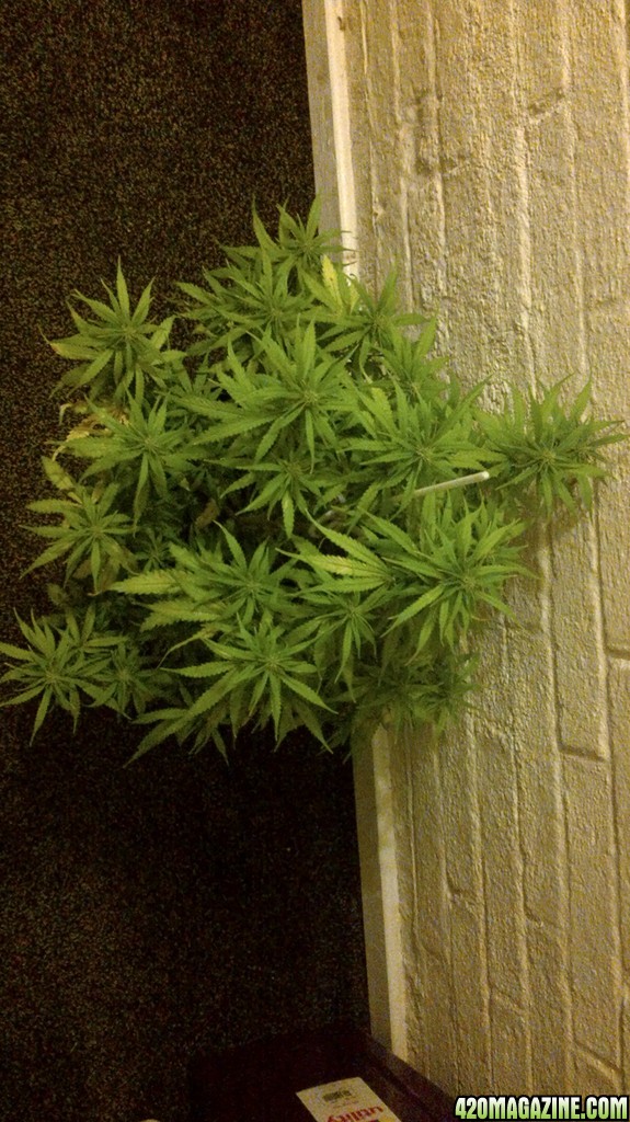 Jackherer 2 weeks into flowering