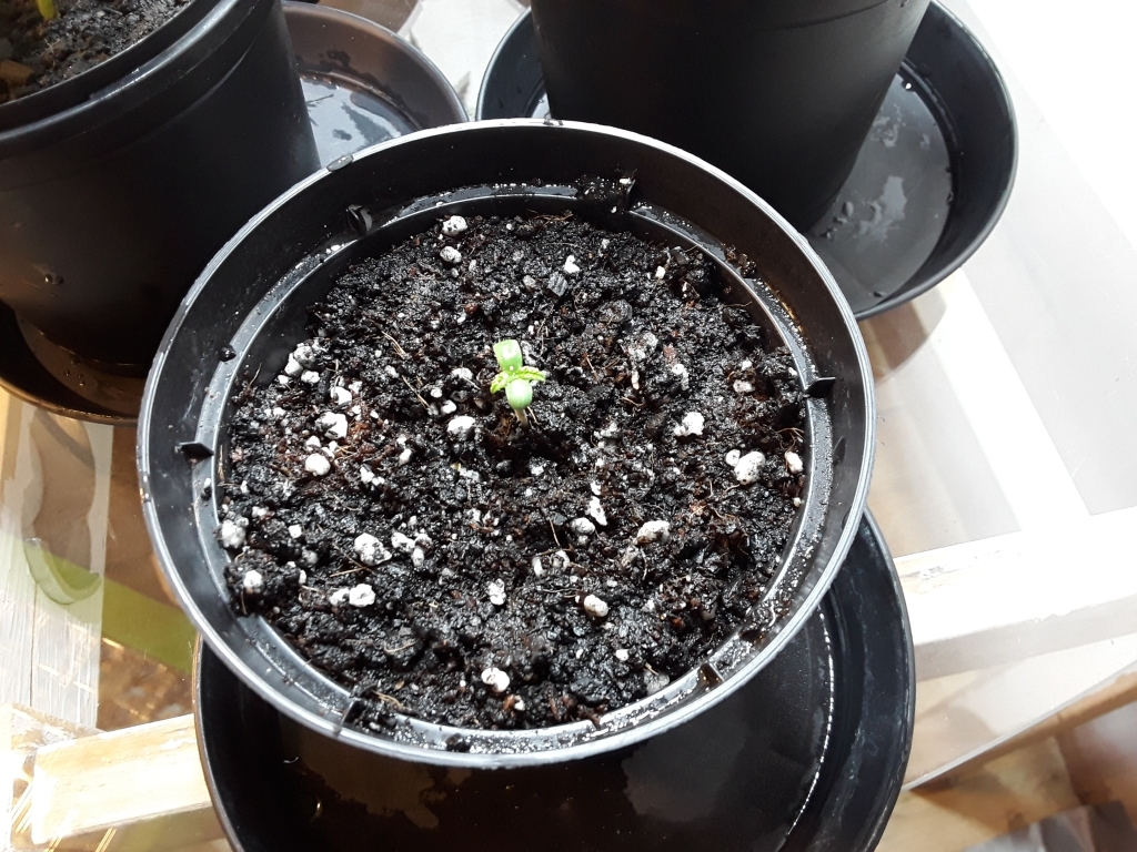 JackHerer_seedling.jpg