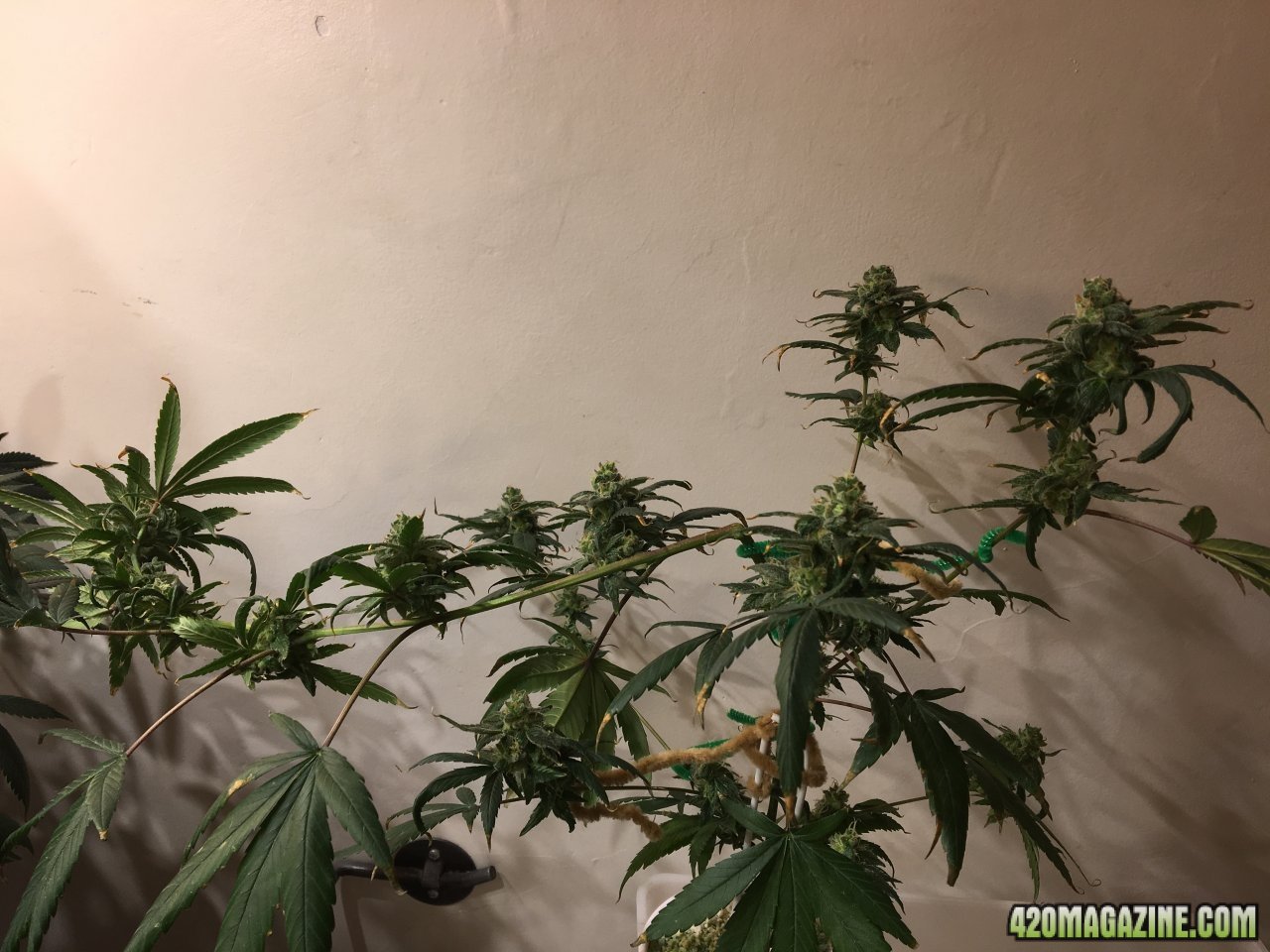 Jamaican 1.2 (Day 70, flip + 50)