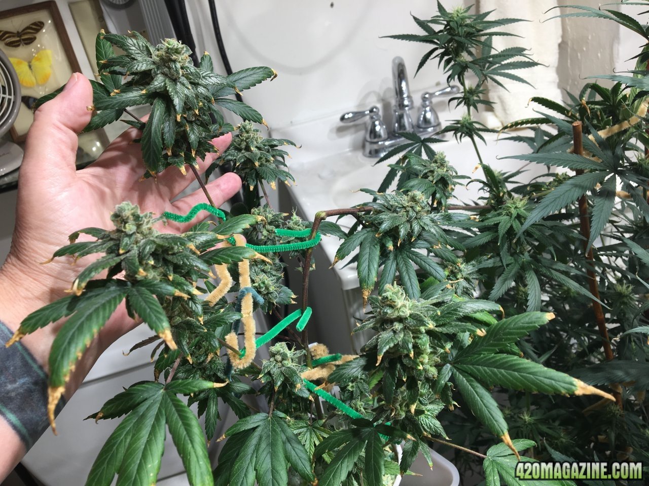 Jamaican 1.2 (Day 76, flip + 56)