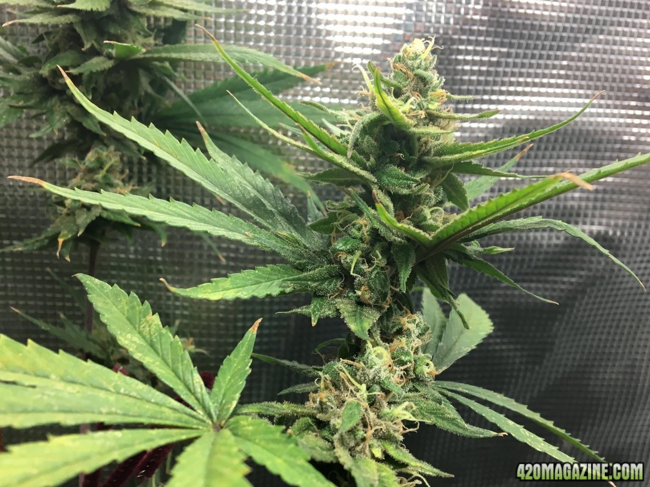 Jamaican 1.3 (Day 102, flip + 54)