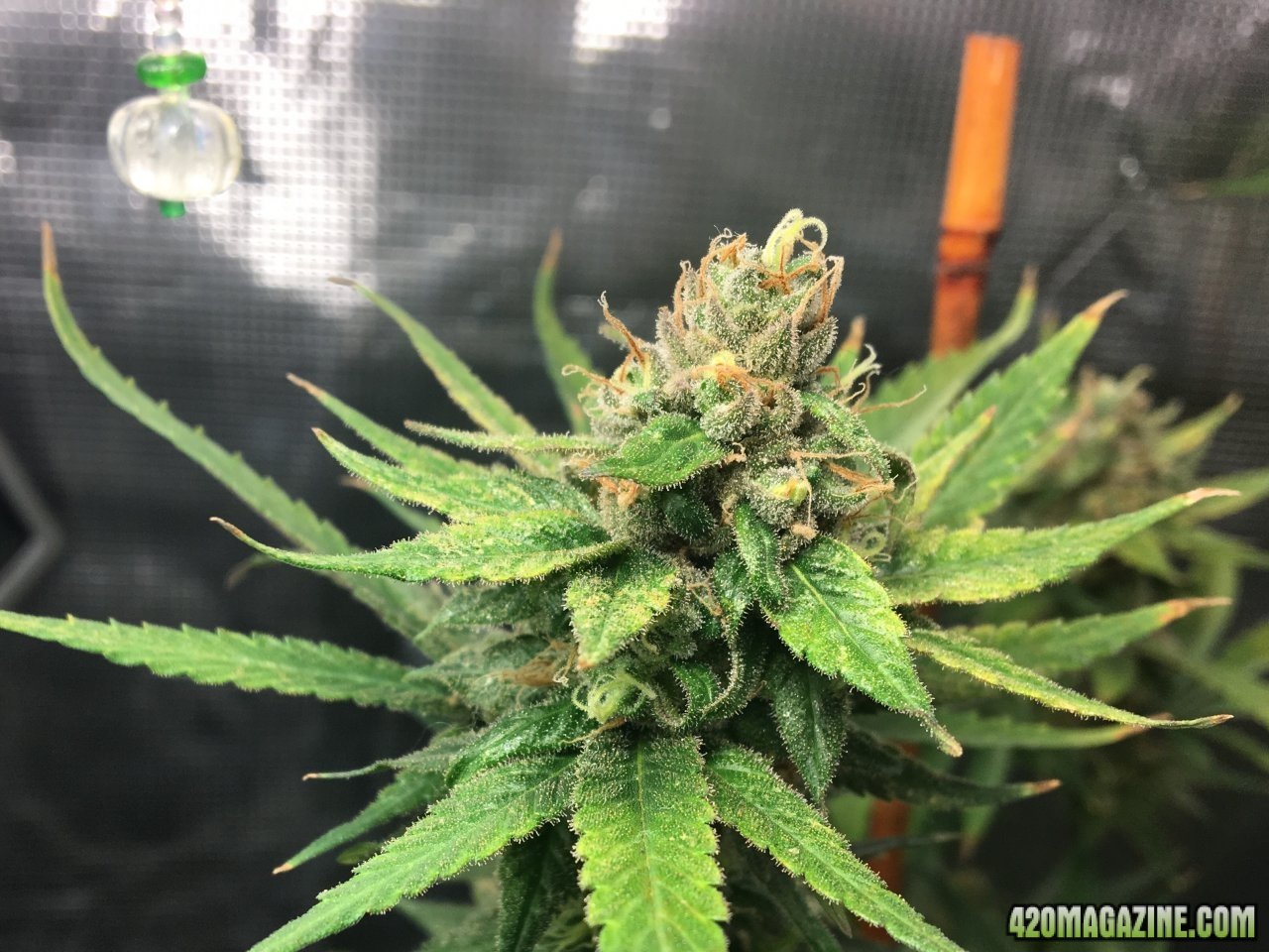 Jamaican 1.3 (Day 102, flip + 54)