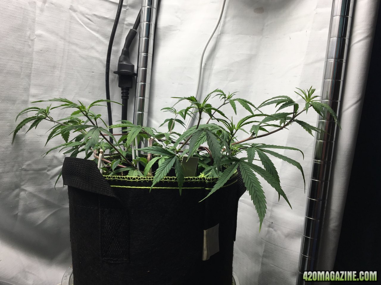 Jamaican 1.3 (Day 37)