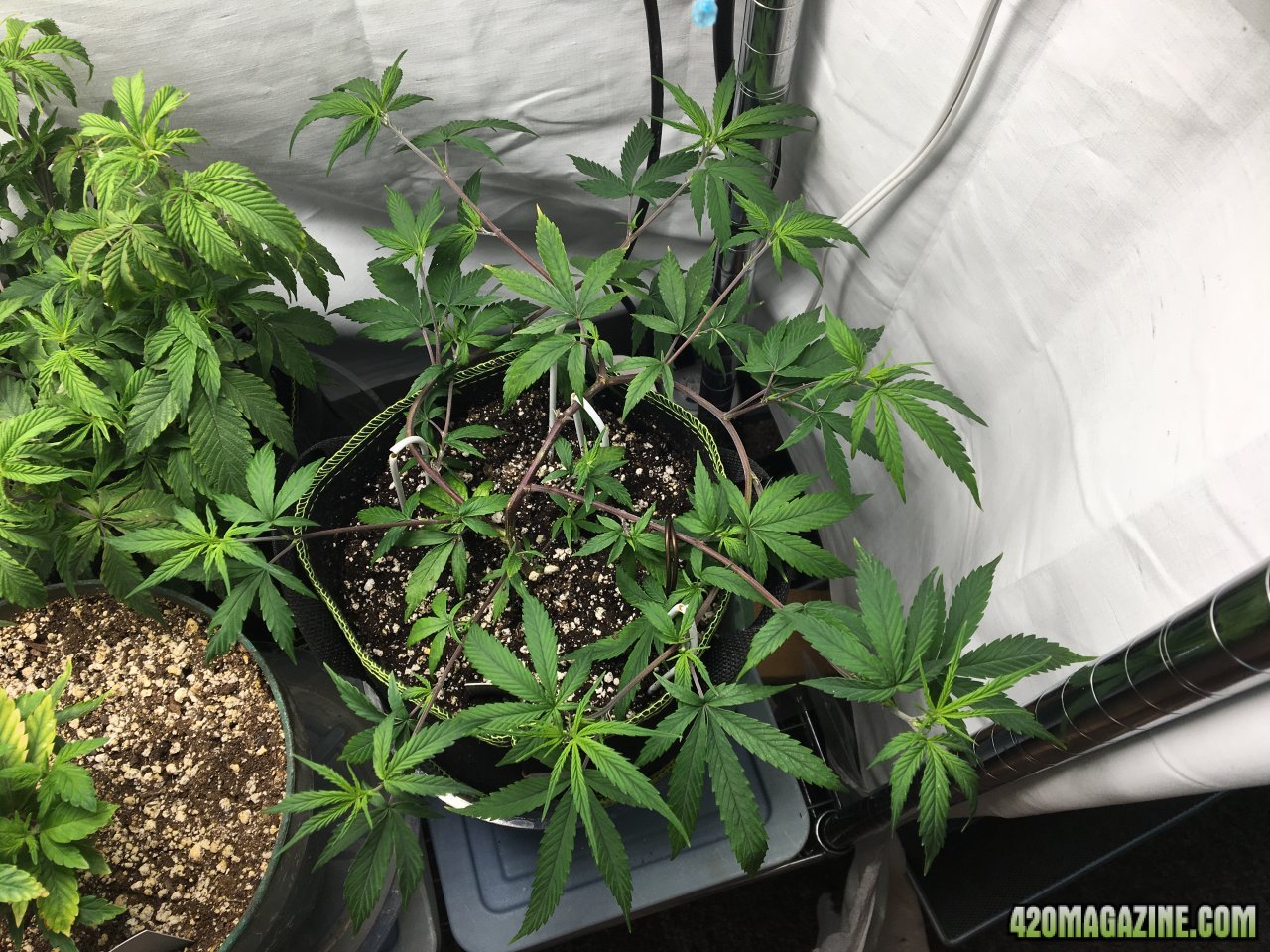 Jamaican 1.3 (Day 38)