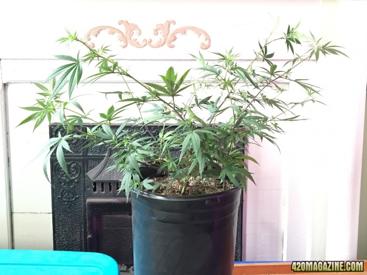 Jamaican 1.3 (Day 57, flip + 9)