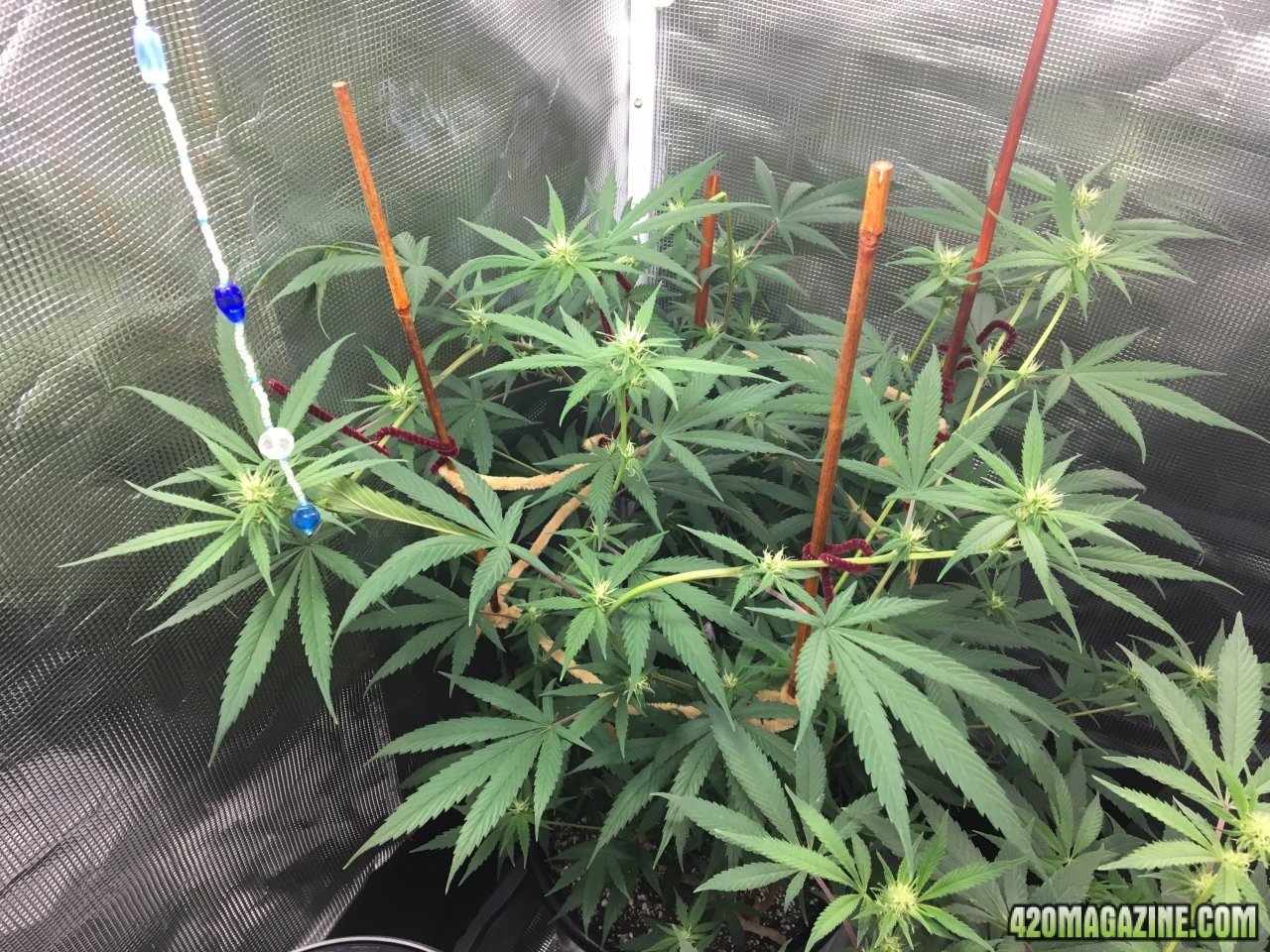 Jamaican 1.3 (Day 66, flip + 18)