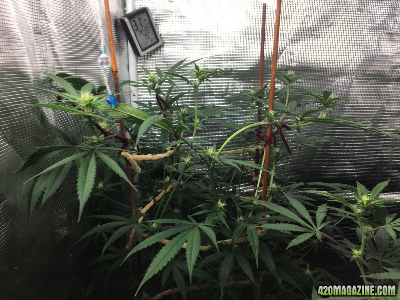 Jamaican 1.3 (Day 66, flip + 18)