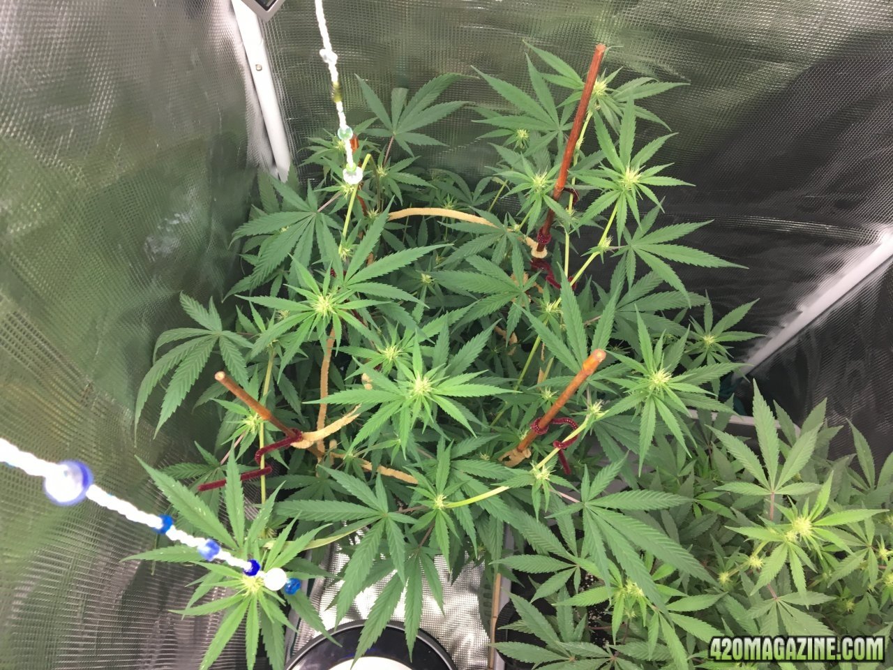 Jamaican 1.3 (Day 66, flip + 18)