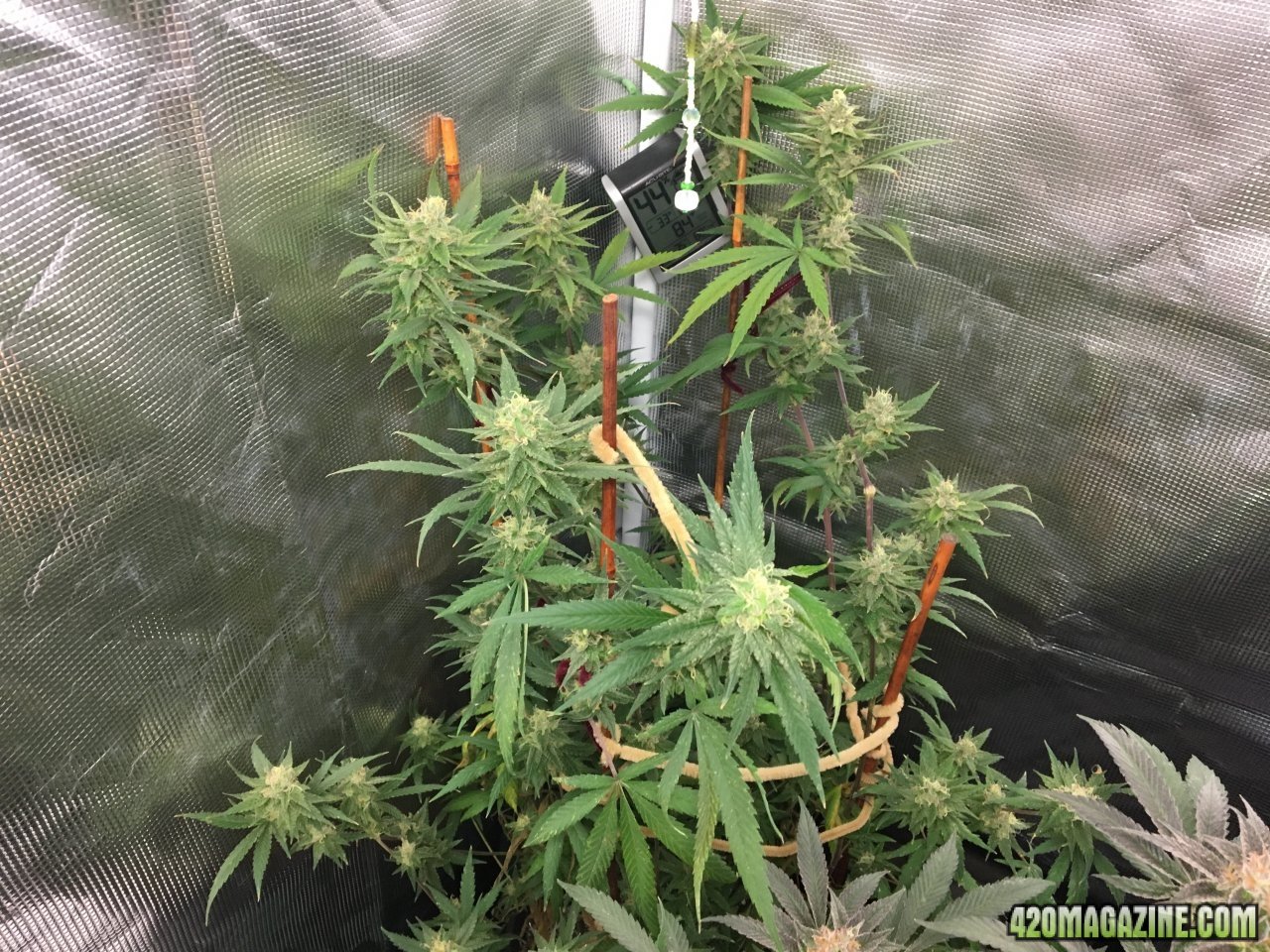 Jamaican 1.3 (Day 94, flip + 46)