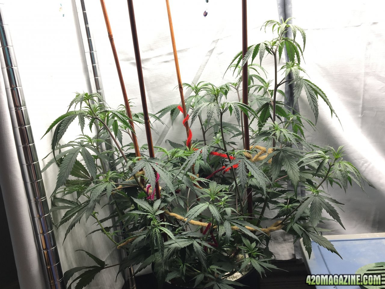 Jamaican 1.4 (Day 35)