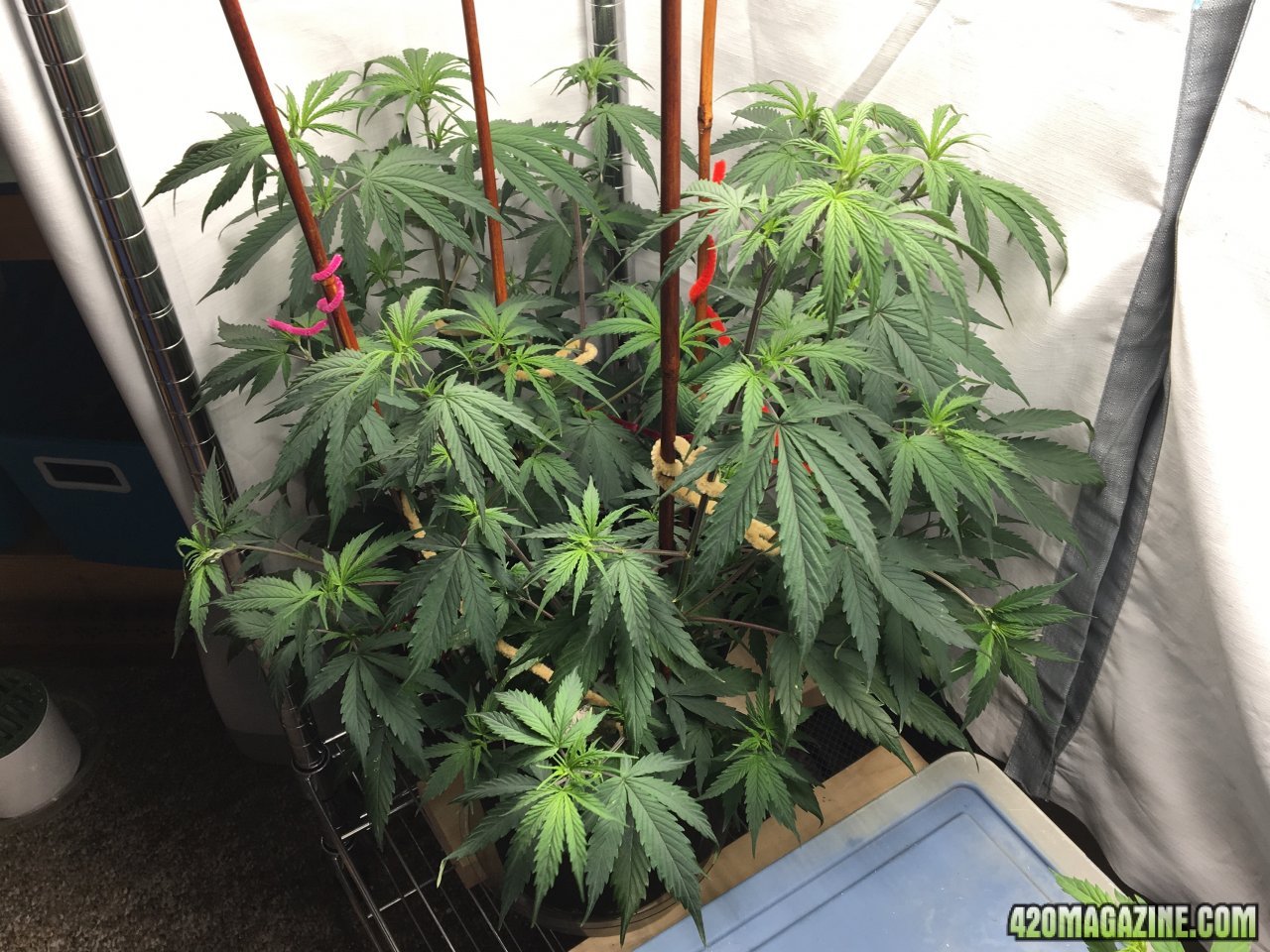 Jamaican 1.4 (Day 35)