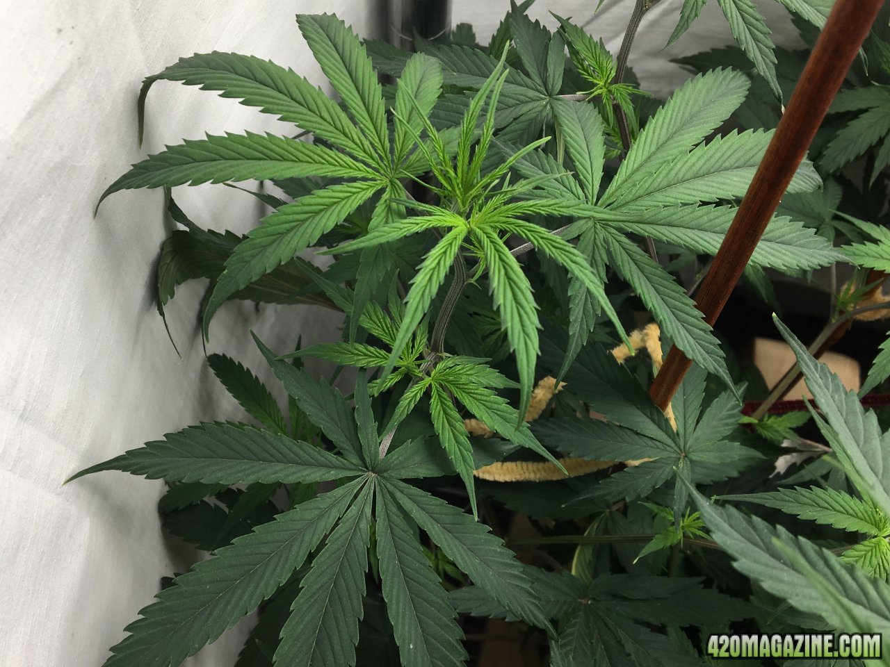 Jamaican 1.4 (Day 35)