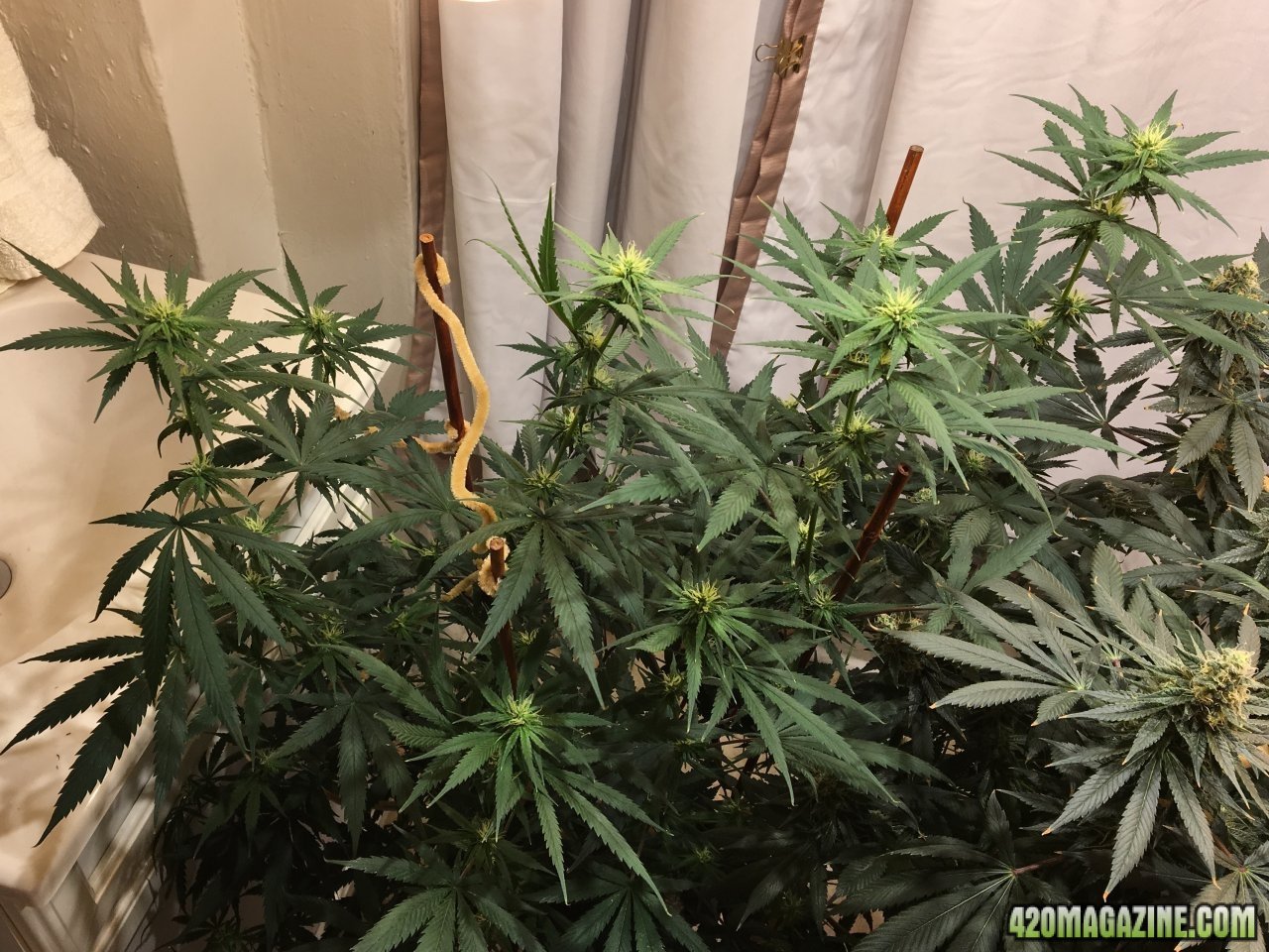 Jamaican 1.4 (Day 57, flip + 20)