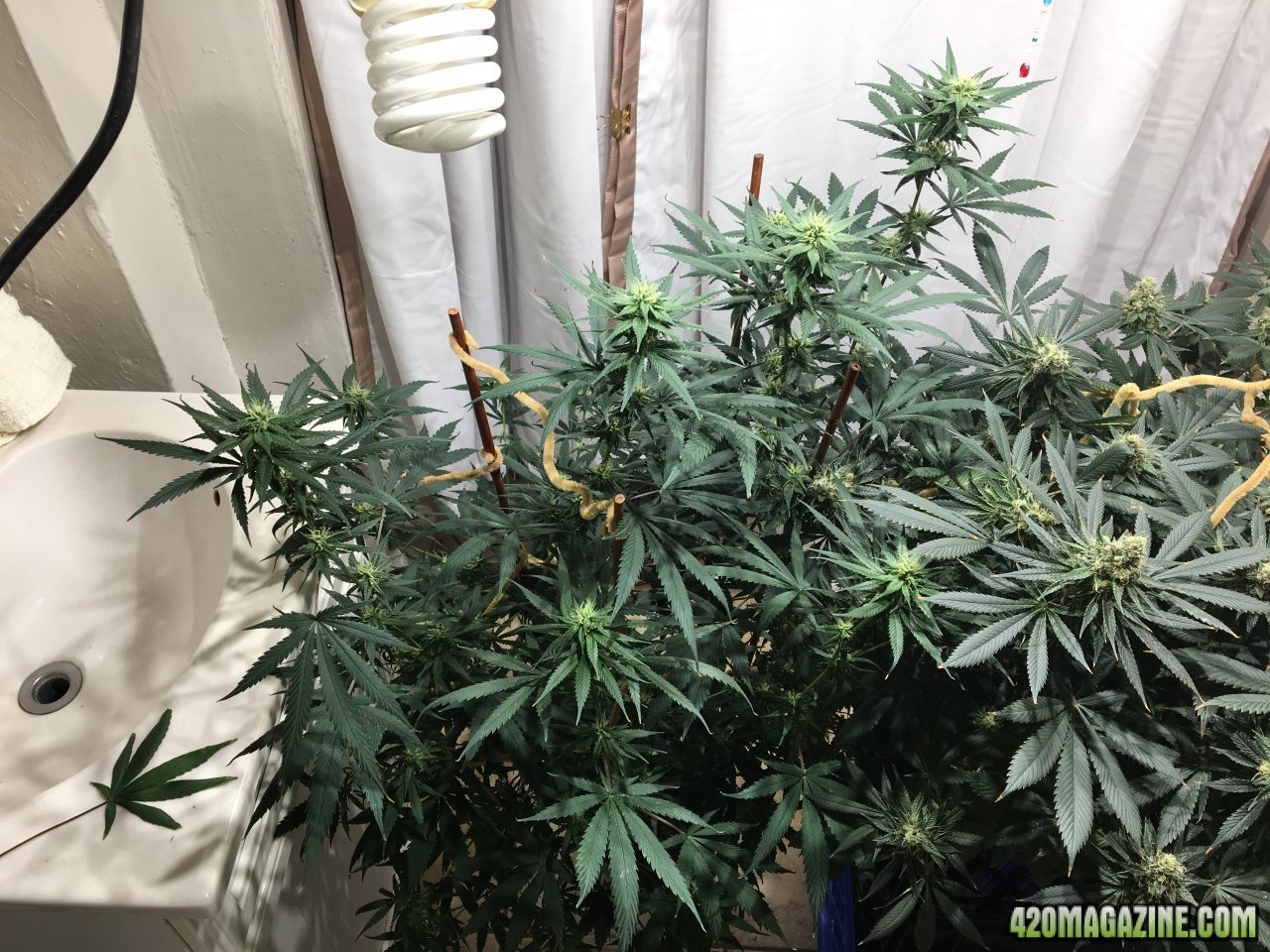 Jamaican 1.4 (Day 63, flip + 26)