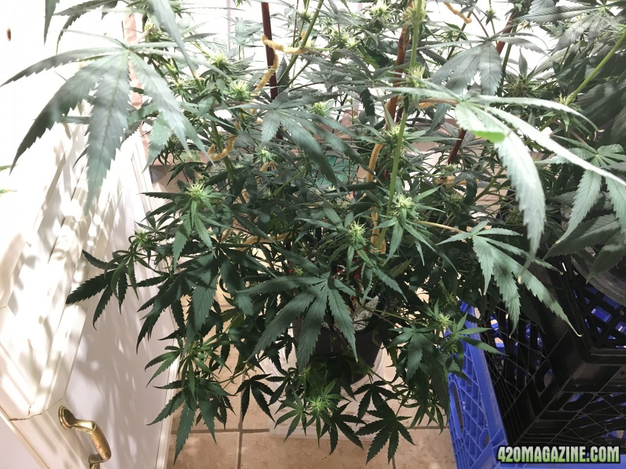 Jamaican 1.4 (Day 63, flip + 26)