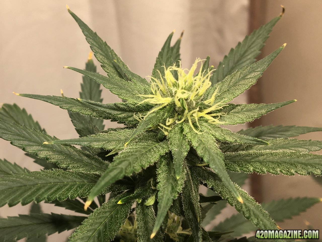 Jamaican 1.4 (Day 63, flip + 26)