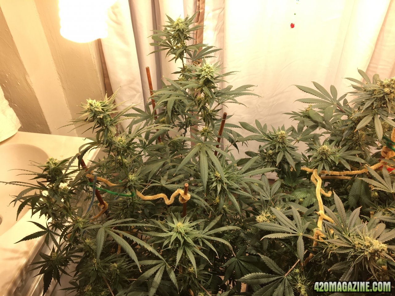 Jamaican 1.4 (Day 70, flip + 32)