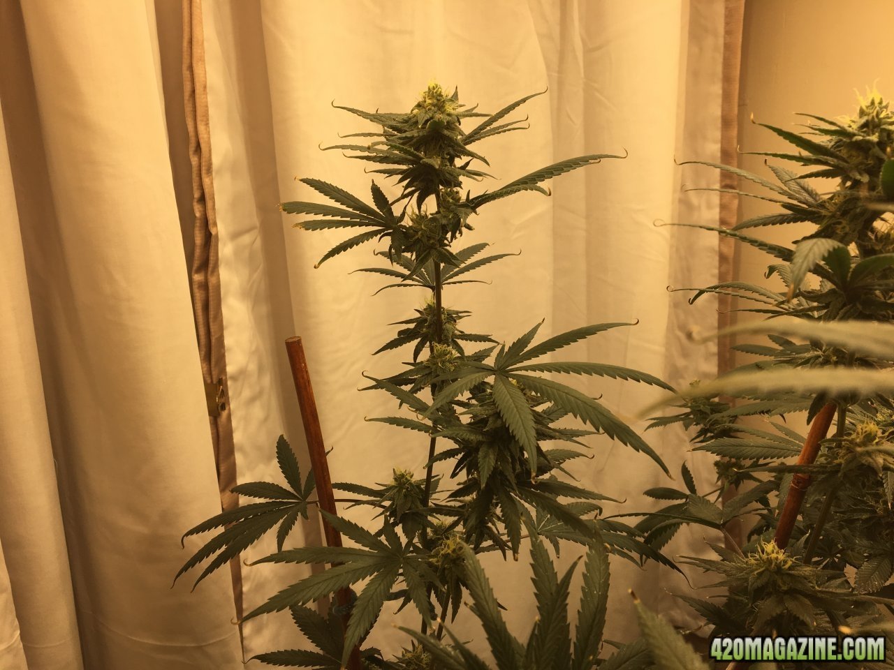 Jamaican 1.4 (Day 70, flip + 32)