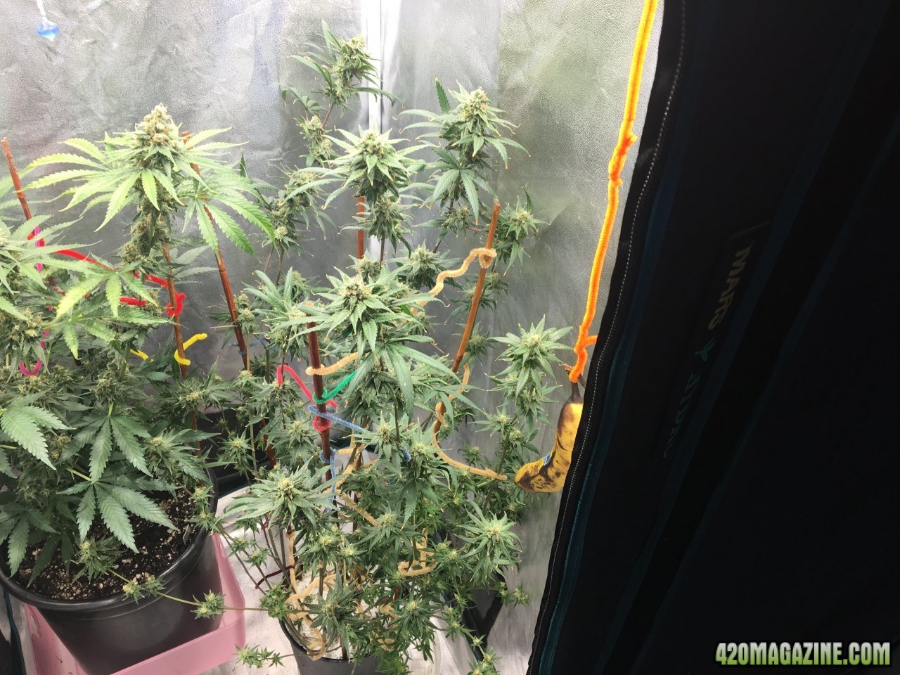 Jamaican 1.4, defoliated