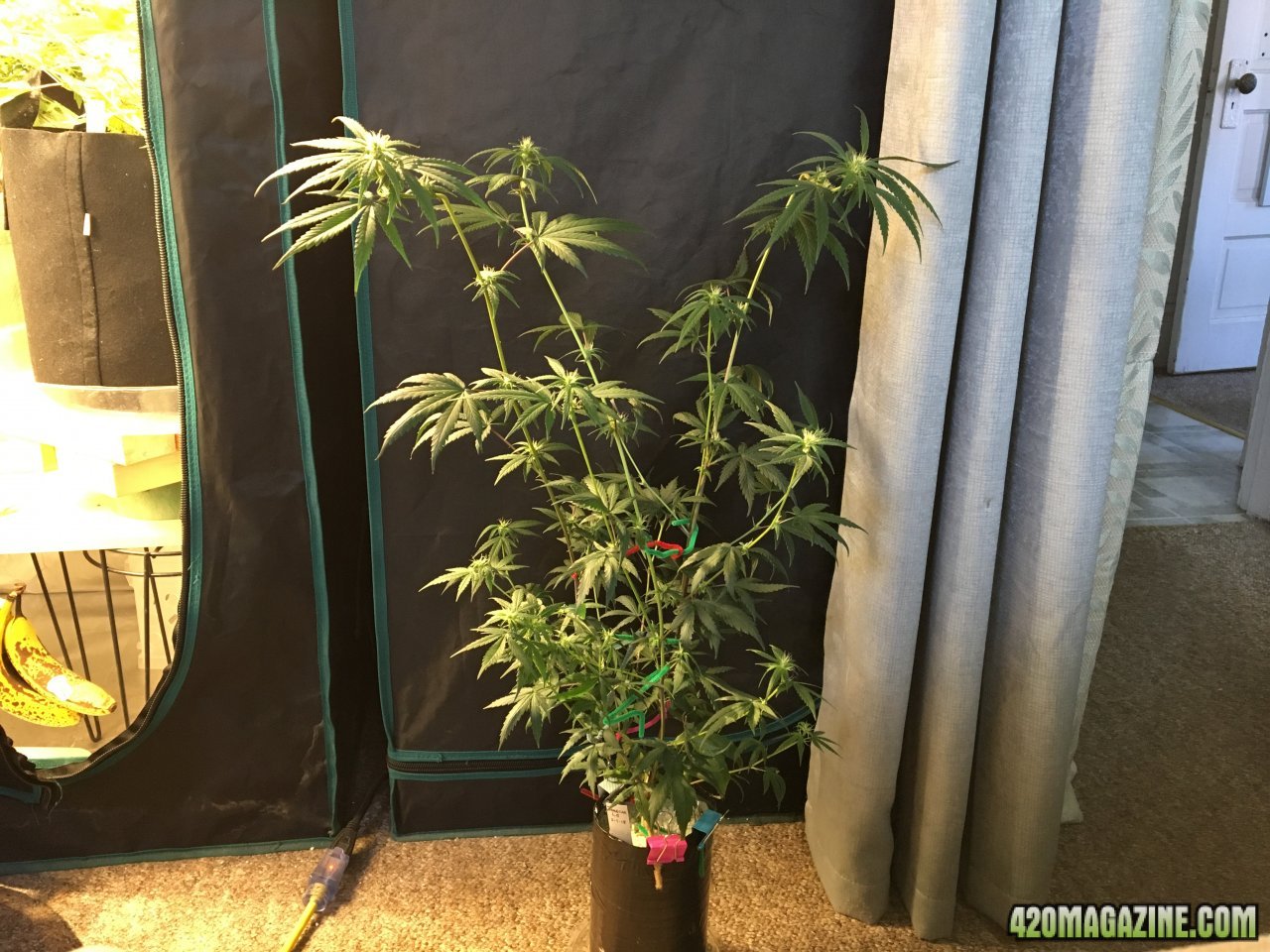 Jamaican 1.5 (Day 48, flip + 19)