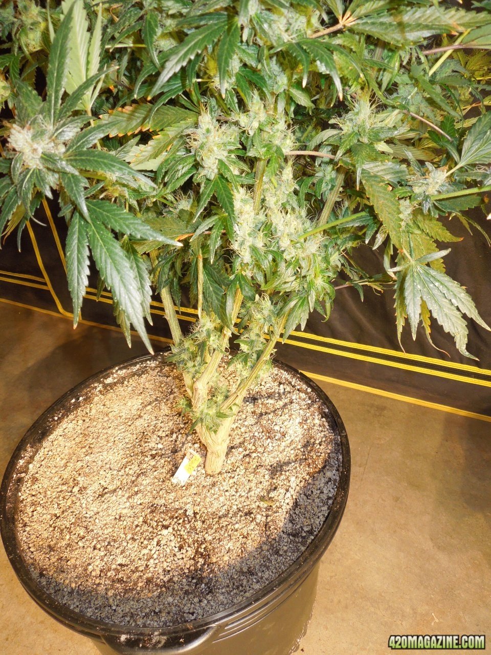 Jamaican 2.1 cbd lower buds week 8.JPG