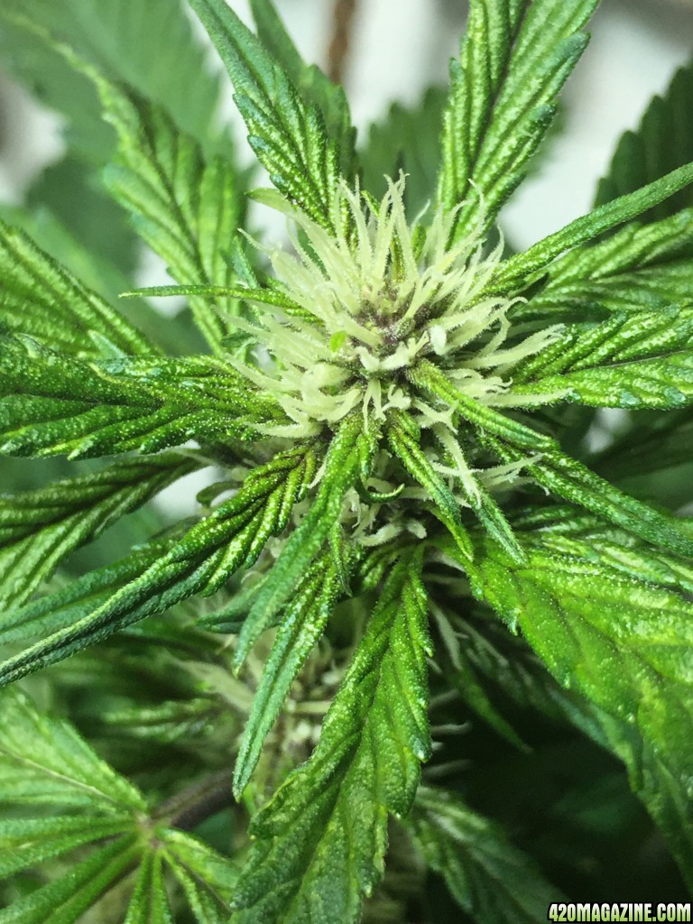 Jan 11 2017 Day 38 Purple Kush First Bud