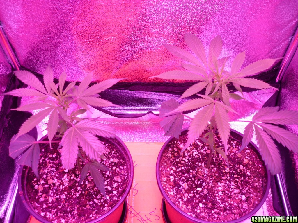 Jan 13th 2015 Bay 11 Clones 5 days