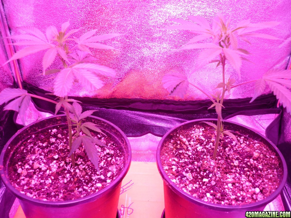 Jan 13th 2015 Bay 11 Clones 5 days