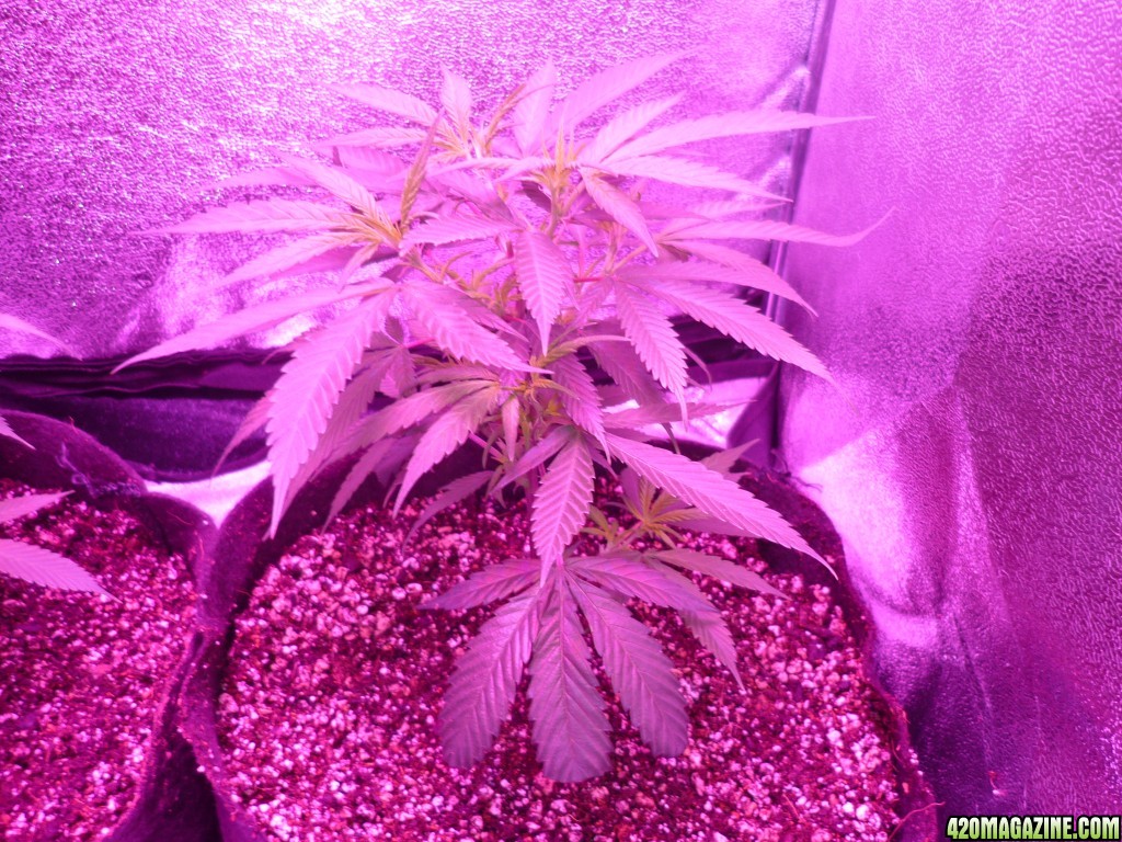 Jan 23rd Bay 11 Clones Day 15 from CC