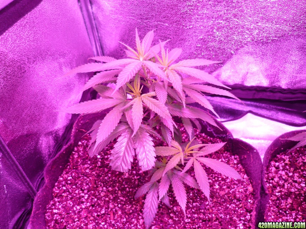 Jan 23rd Bay 11 Clones Day 15 from CC