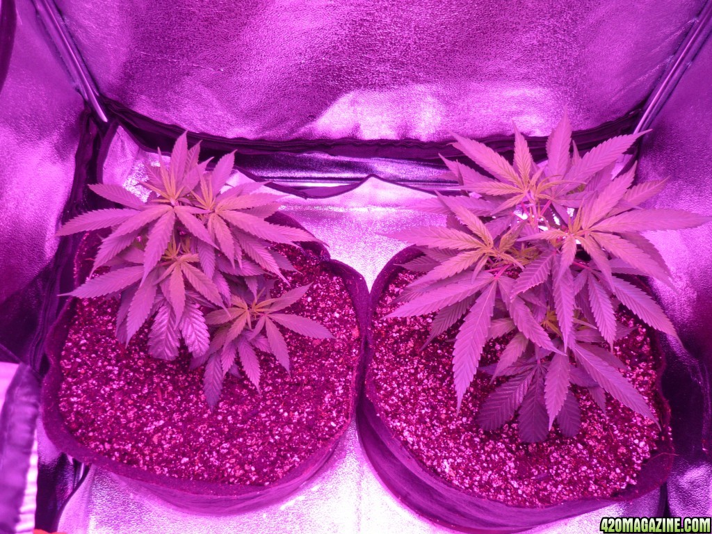 Jan 23rd Bay 11 Clones Day 15 from CC